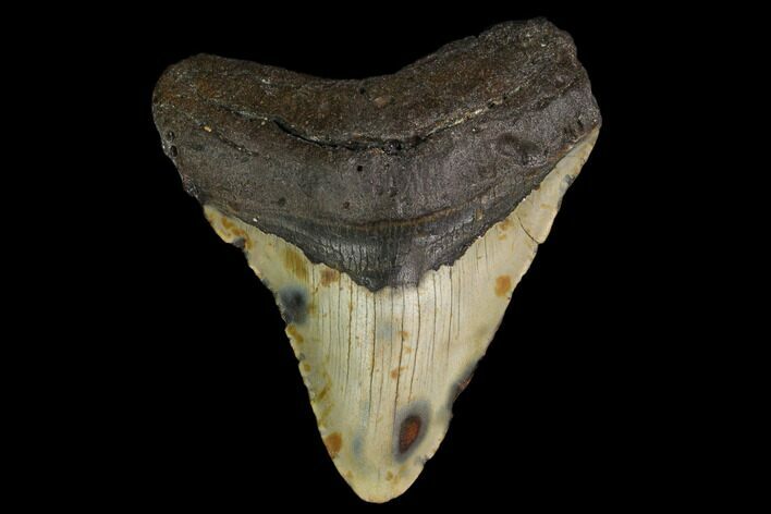 Fossil Megalodon Tooth - North Carolina #147015